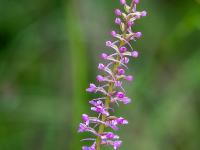 Mücken Händelwurz Orchidee